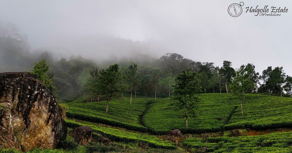 Wewalthalawa - Plateau of Halgolla Tea Estate