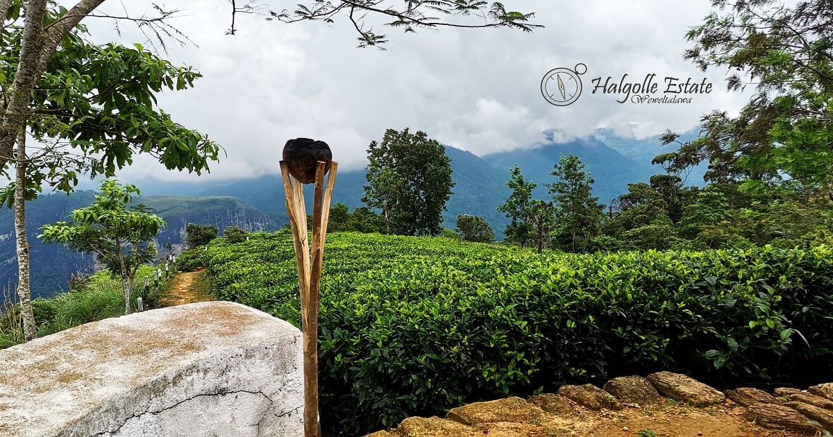 Wewalthalawa - Plateau of Halgolla Tea Estate