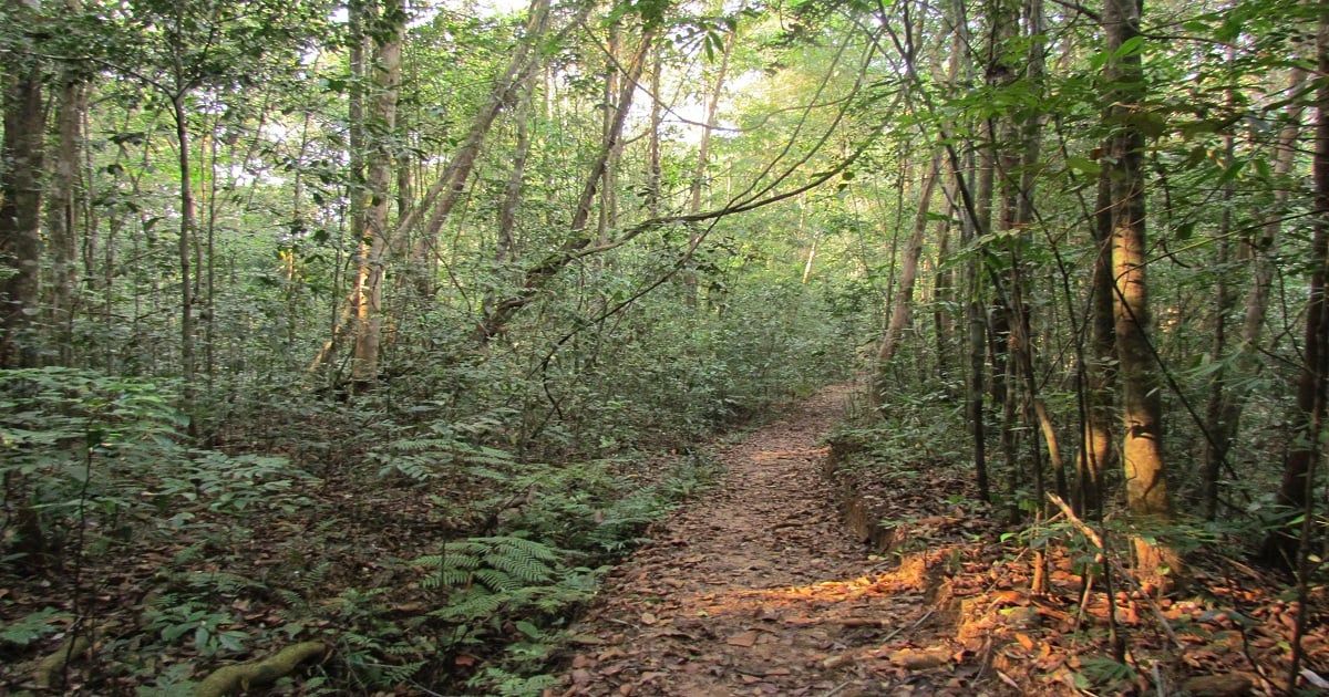 Footpath in the Makandawa - Kitulgala