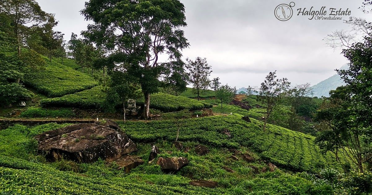 Tea estates in Wewalthalawa