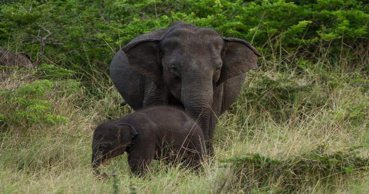 Elephants in Wilpattu National Park