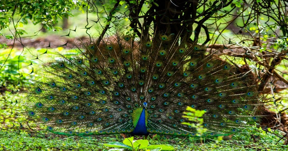 A peacock in Yala National Park